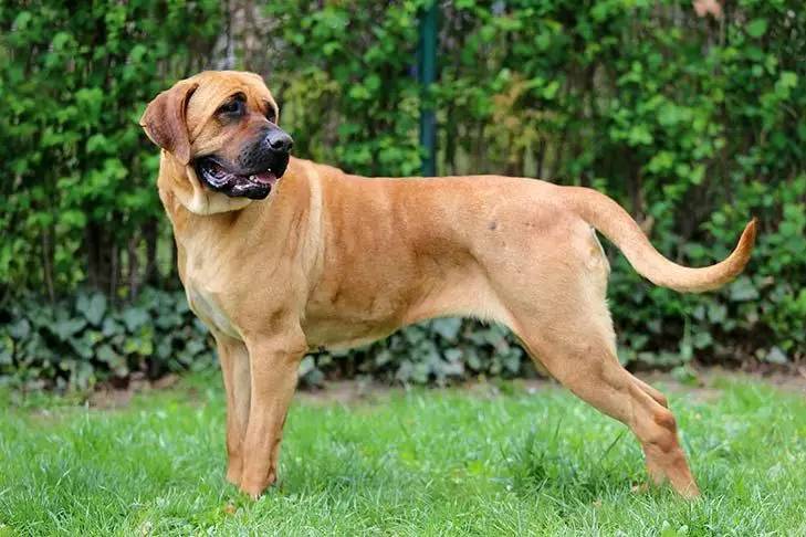 日本最強鬥犬土佐 它根本不想戰鬥 雪花新闻 日本最強鬥犬土佐 它根本不想戰鬥 雪花新闻